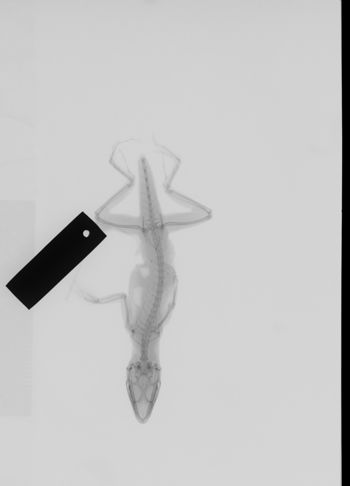 Media type: image; Herpetology R-10516
